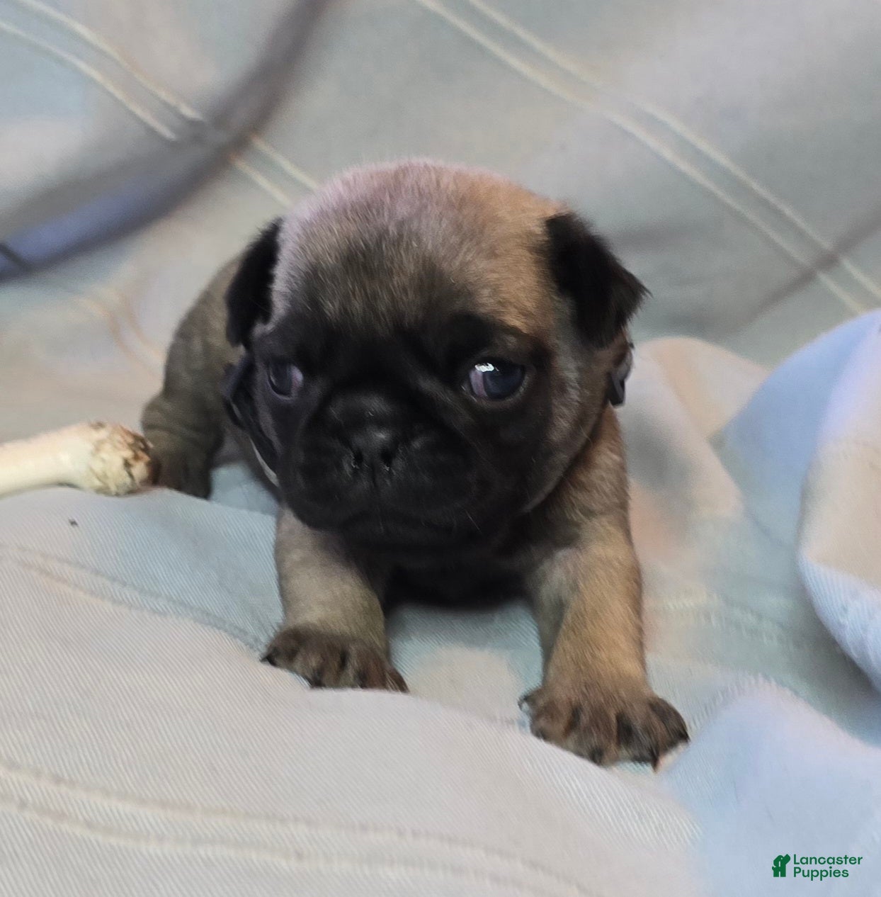 Pug dogs Bennie - Ad 41