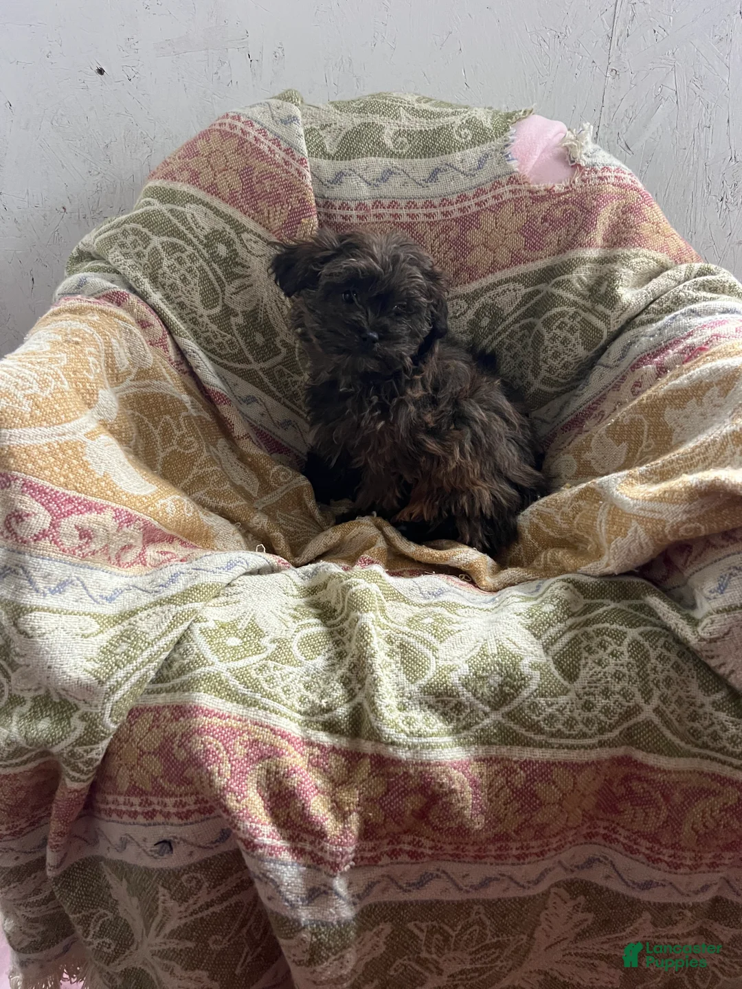 Shihpoo dogs for sale: Susie Girl - Ad 2