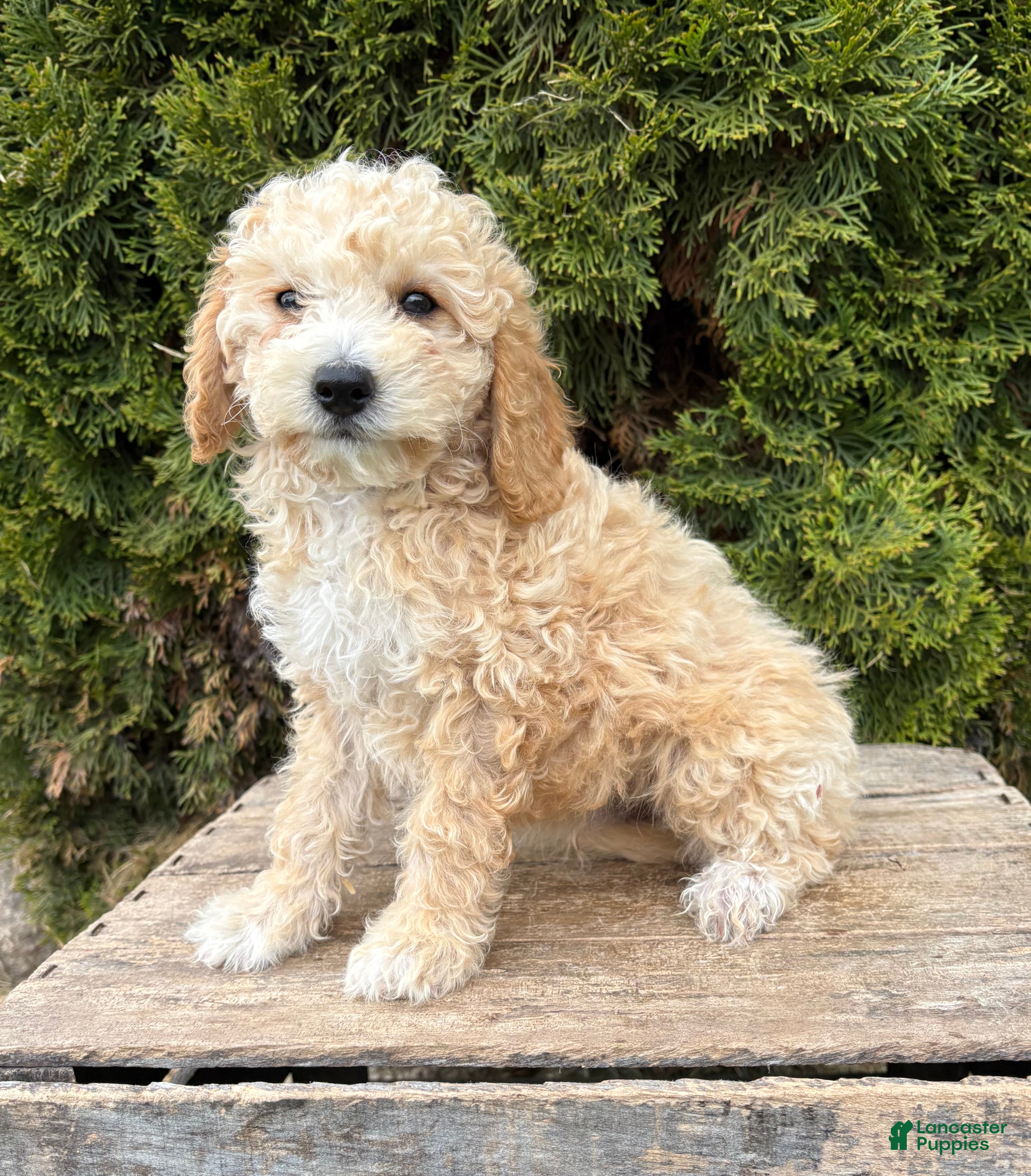 Bichpoo dogs Jace - Ad 1