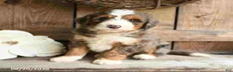 Mini Bernedoodle dogs for sale: Sarge - Ad 4