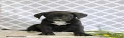 Mixed Breed dogs for sale: Rufus - Ad 4