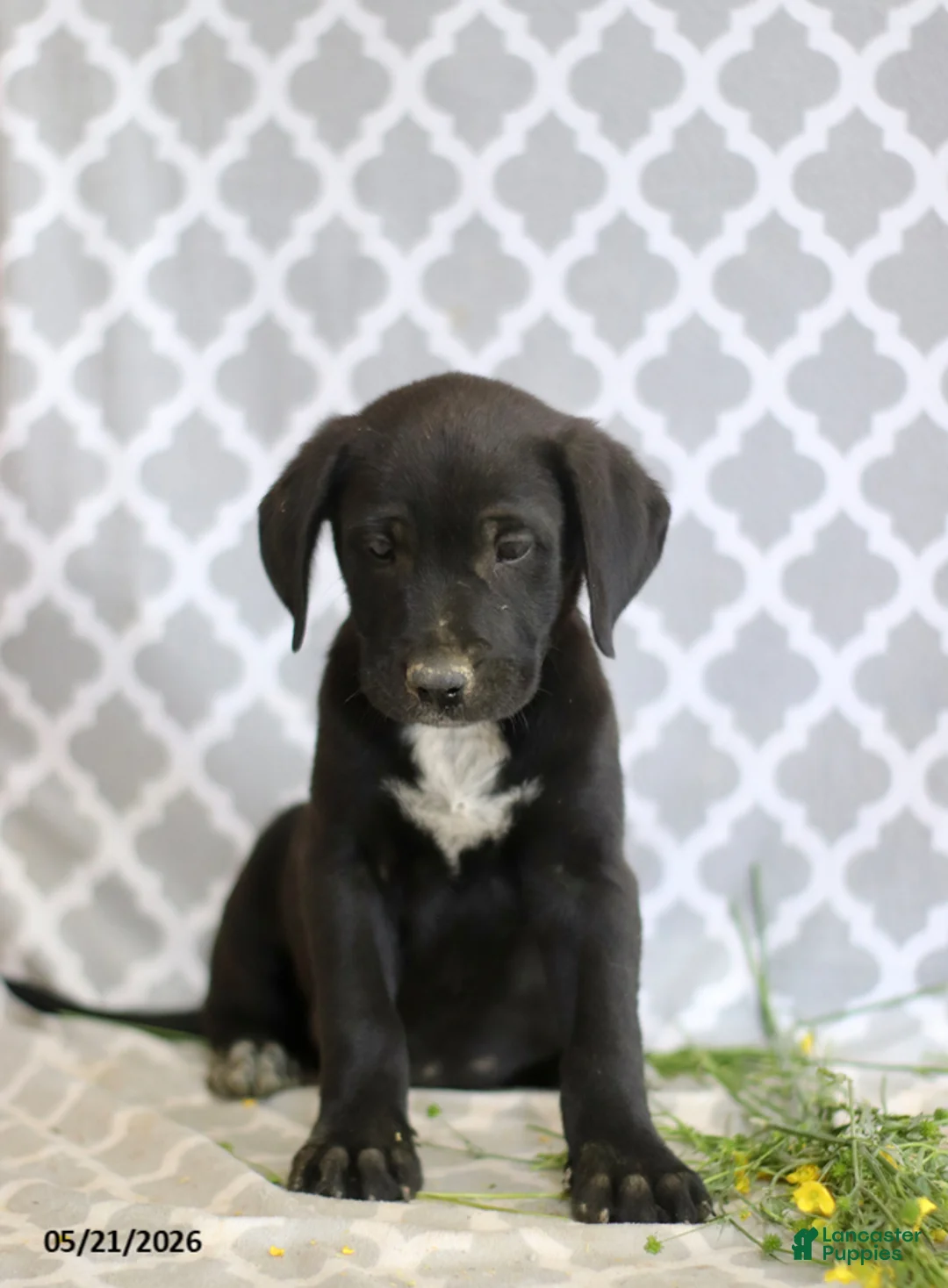 Mixed Breed dogs for sale: Rufus - Ad 4