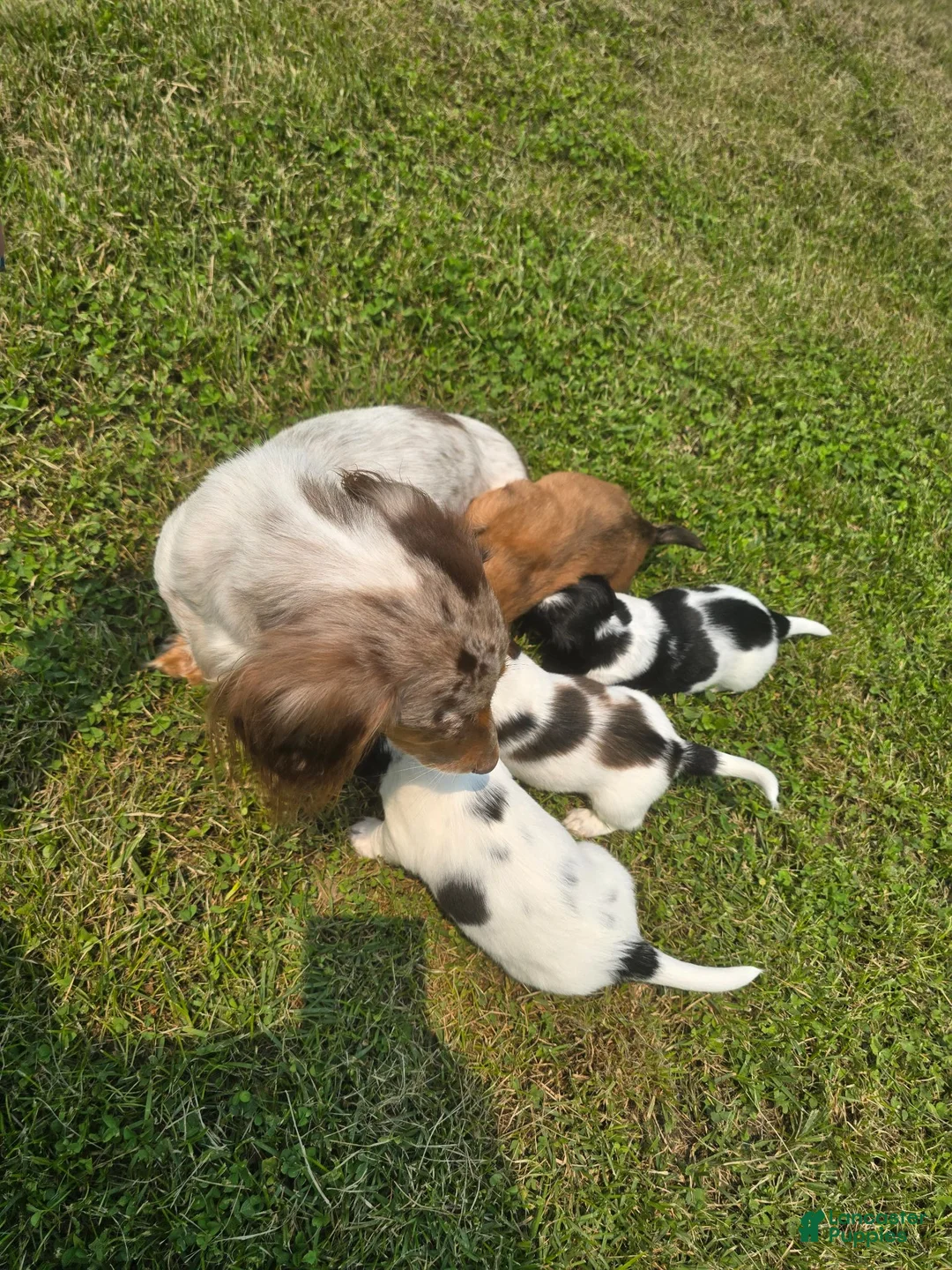Miniature Dachshund dogs for sale: Piglet - Ad 25