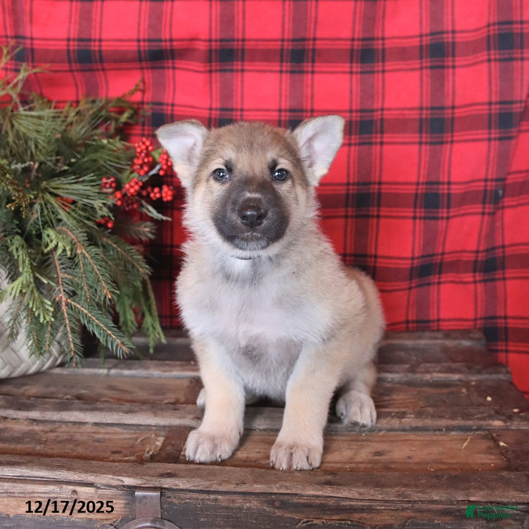 German Shepherd dogs for sale: Dasher - Ad 2