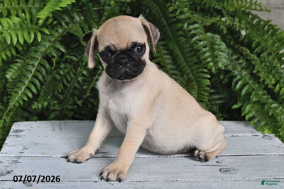 Pug dogs Evans - Ad 1