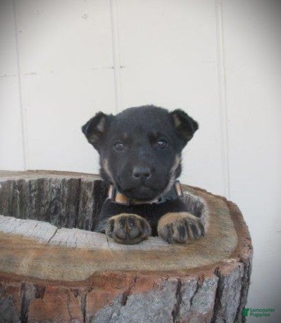 Mixed Breed dogs Willow - Ad 40