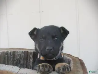 Mixed Breed dogs Willow - Ad 3