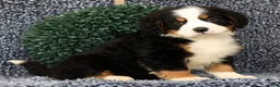 Bernese Mountain Dog dogs for sale: Zeke - Ad 4
