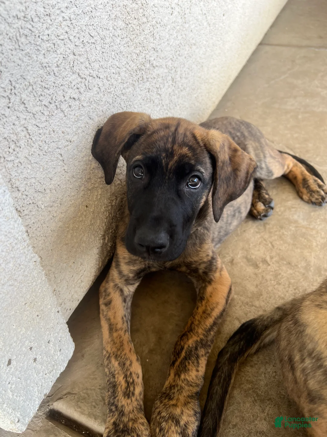 Mixed Breed dogs for sale: Mixed Breed Puppy 3 - Ad 2