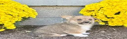 Welsh Corgi Pembroke dogs for sale: Sammy - Ad 3