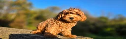 Cavapoo dogs for sale: Bryce - Ad 5