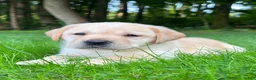 Labrador Retriever dogs for sale: Lola - Ad 7