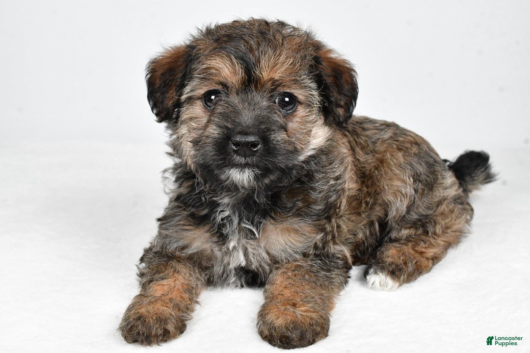 Yorkiepoo dogs for sale: Noelle - Ad 7