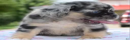 Mixed Breed dogs for sale: Ruby blue eyes merle - Ad 7