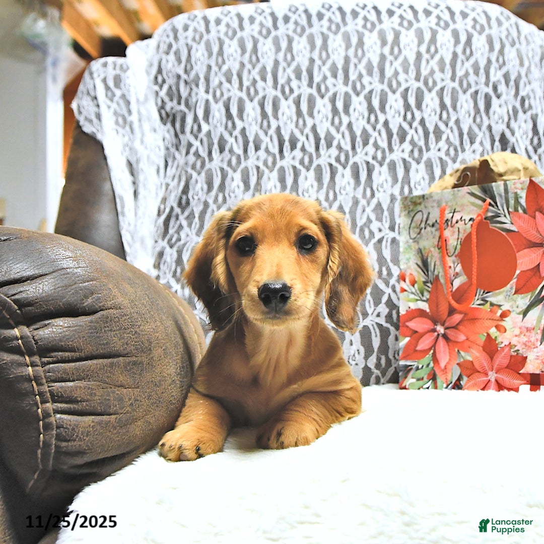 Miniature Dachshund dogs for sale: Asher - Ad 2