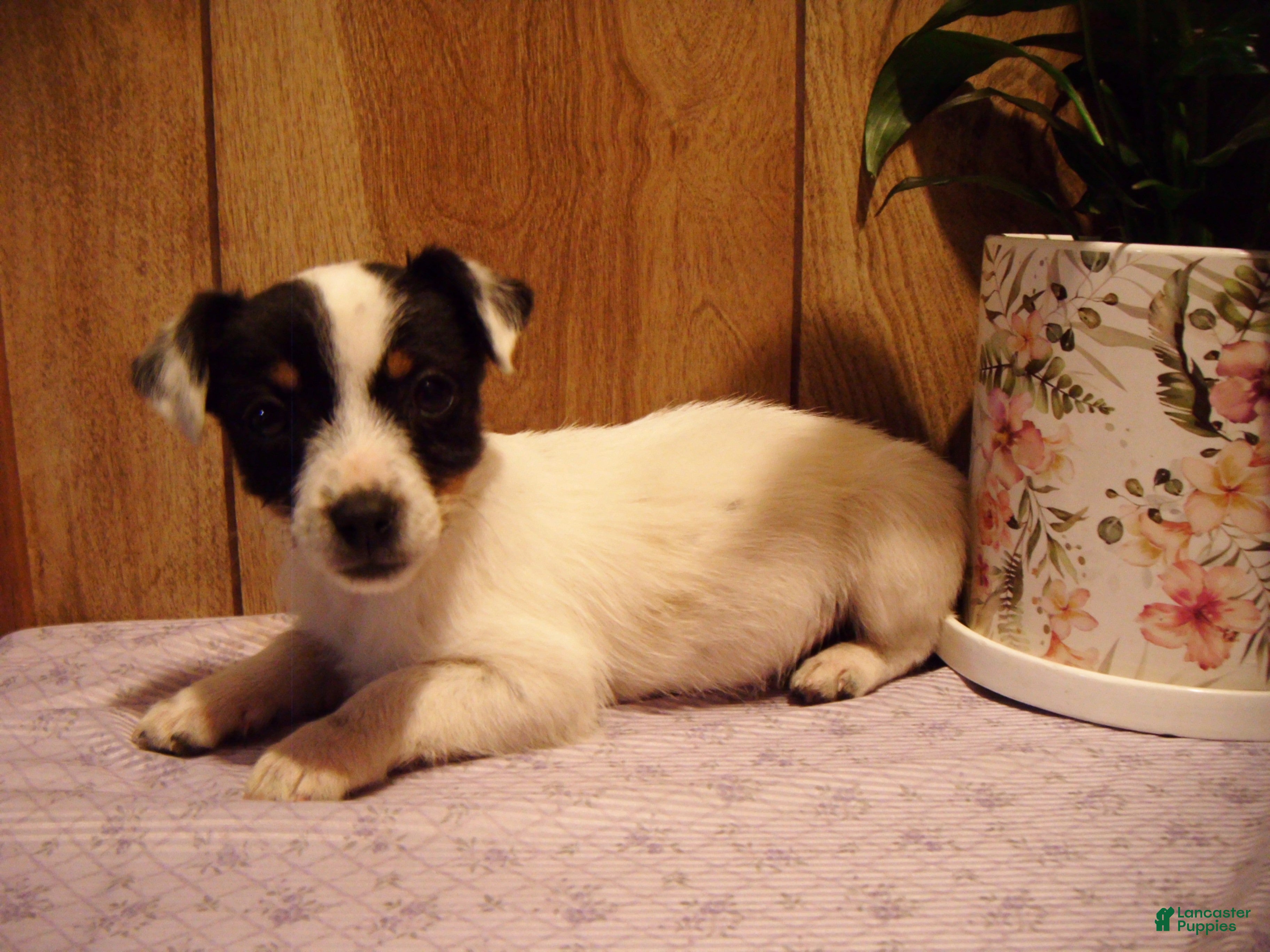 Jack Russell Terrier dogs Button - Ad 32