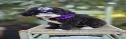Sheepadoodle dogs for sale: Haley - Ad 7
