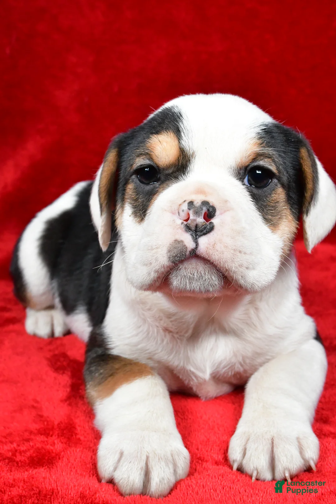 Beabull dogs for sale: Willow - Ad 8