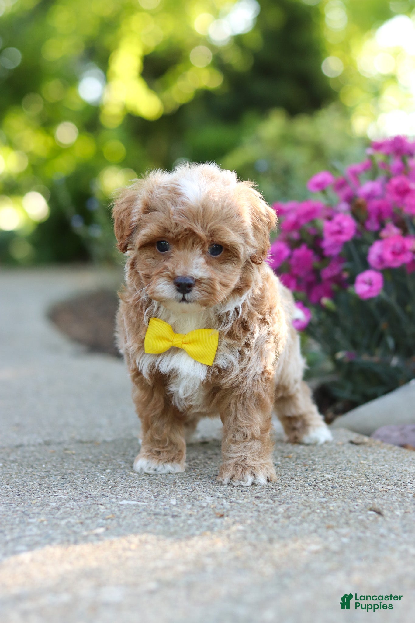 Cavapoo dogs for sale: Brady - Ad 9