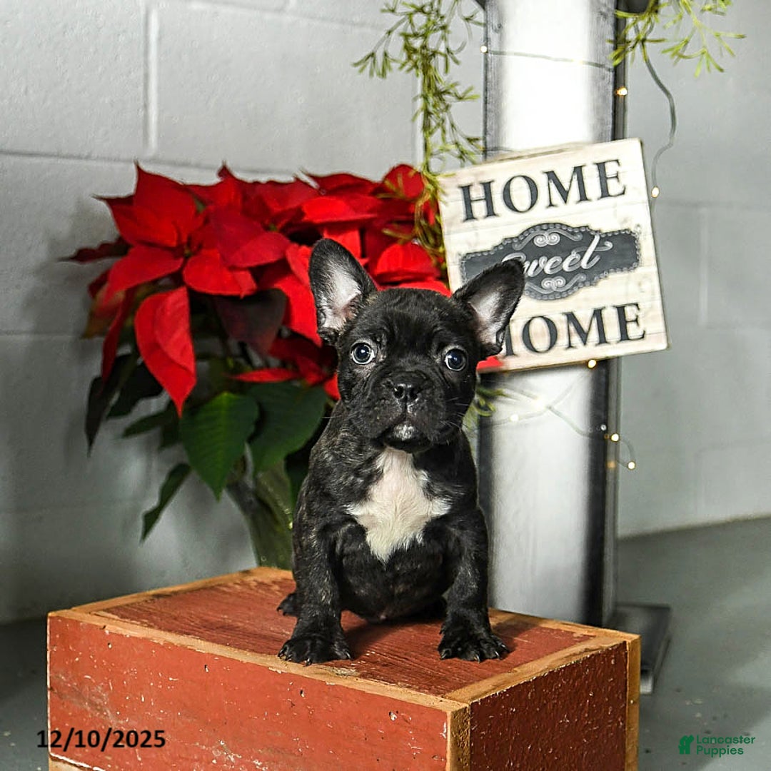 Frenchton dogs for sale: Diggy - Ad 3