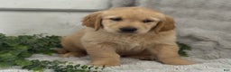 Golden Retriever dogs for sale: Merry - Ad 8