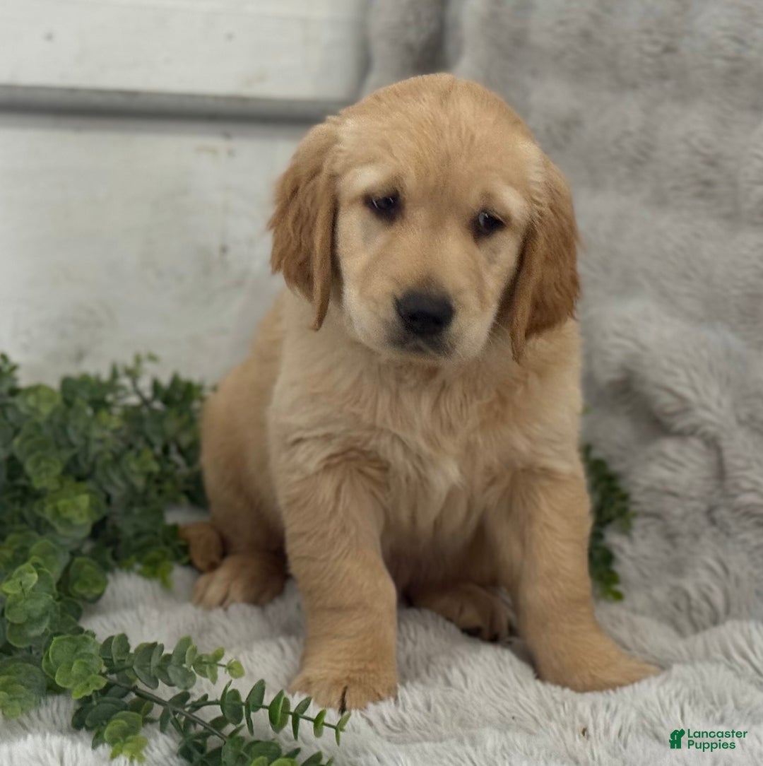 Golden Retriever dogs for sale: Merry - Ad 8