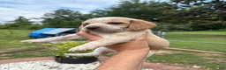 Beagle dogs for sale: Beagle 2 - Ad 9