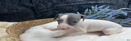 Italian Greyhound dogs for sale: Italian Greyhound 1 - Ad 8