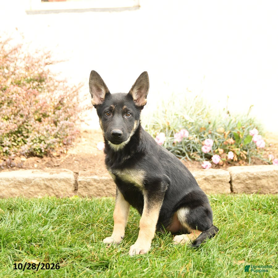 Gerberian Shepsky dogs for sale: Tristan - Ad 1
