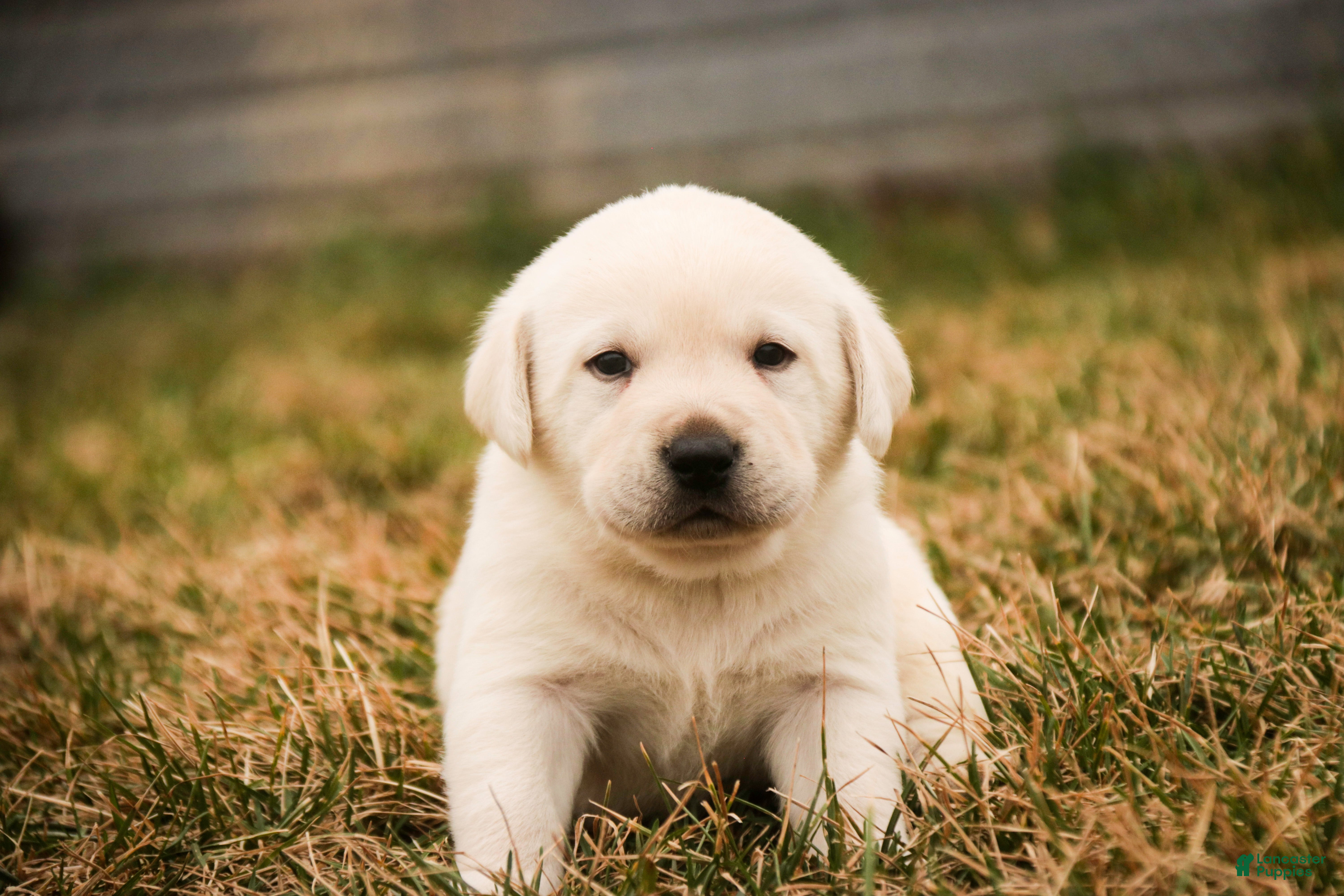 Labrador Retriever dogs Shawn - Ad 2