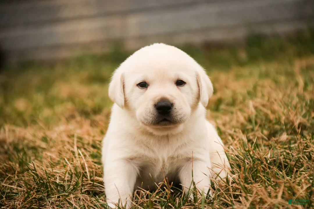 Labrador Retriever dogs for sale: Shawn - Ad 2