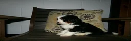 Mini Bernedoodle dogs for sale: Avery - Ad 2