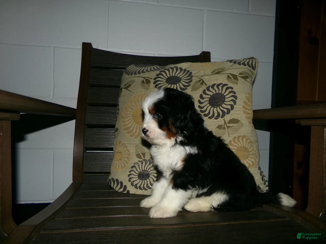 Mini Bernedoodle dogs for sale: Avery - Ad 2