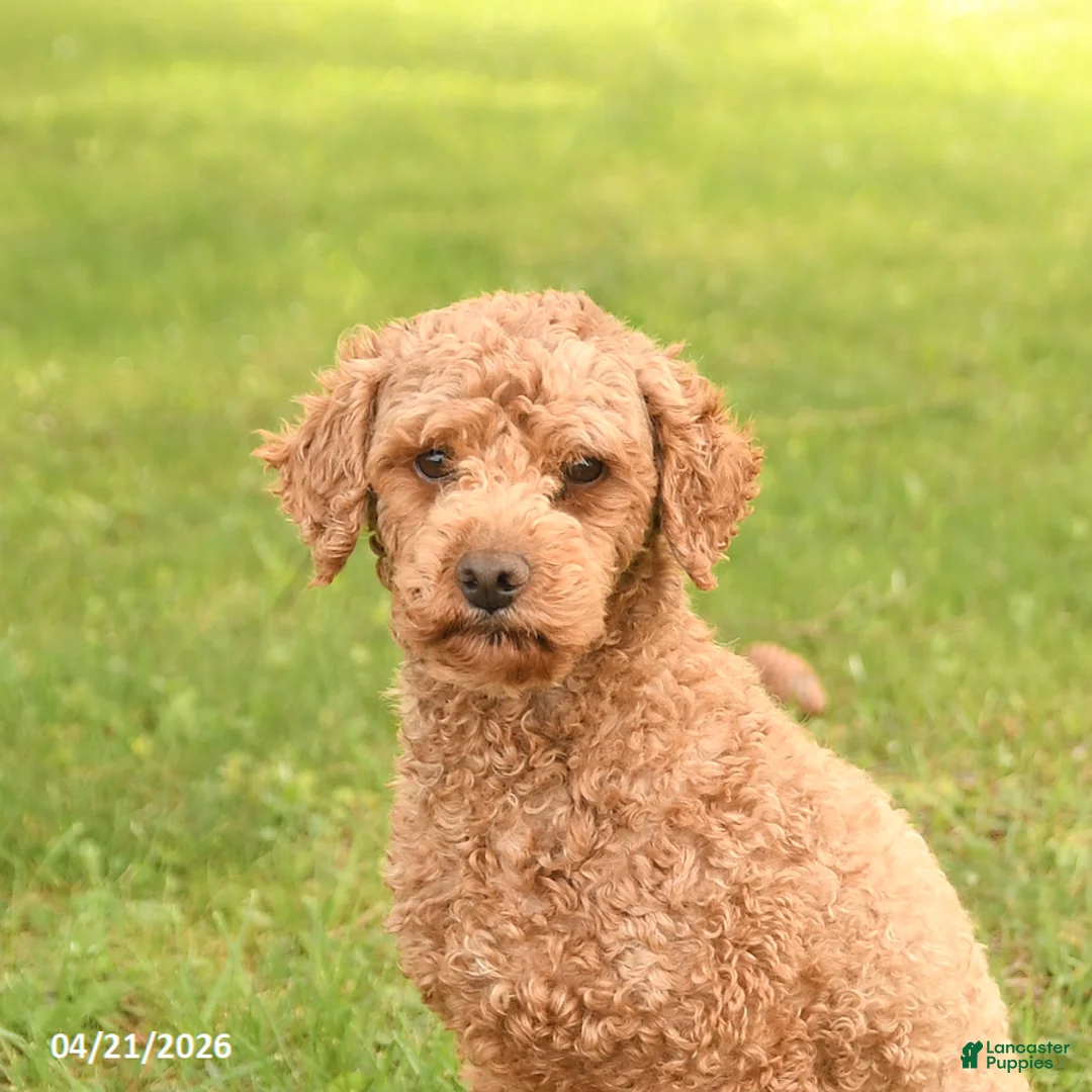 Miniature Poodle dogs for sale: Mason - Ad 3