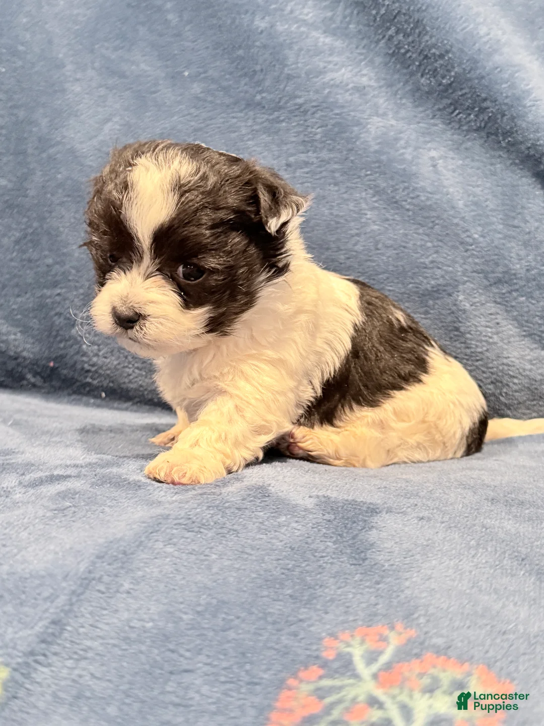 Maltipoo dogs for sale: Maltipoo Puppy 3 - Ad 2