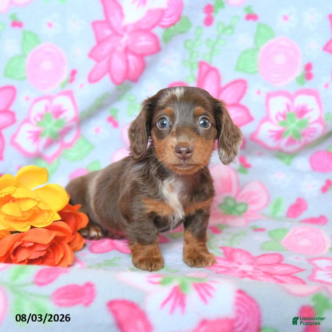 Dachshund dogs for sale: Chase - Ad 1