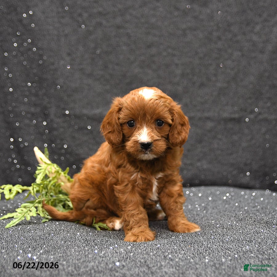 Cavapoo dogs Linsey - Ad 2
