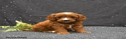 Cavapoo dogs for sale: Linsey - Ad 2