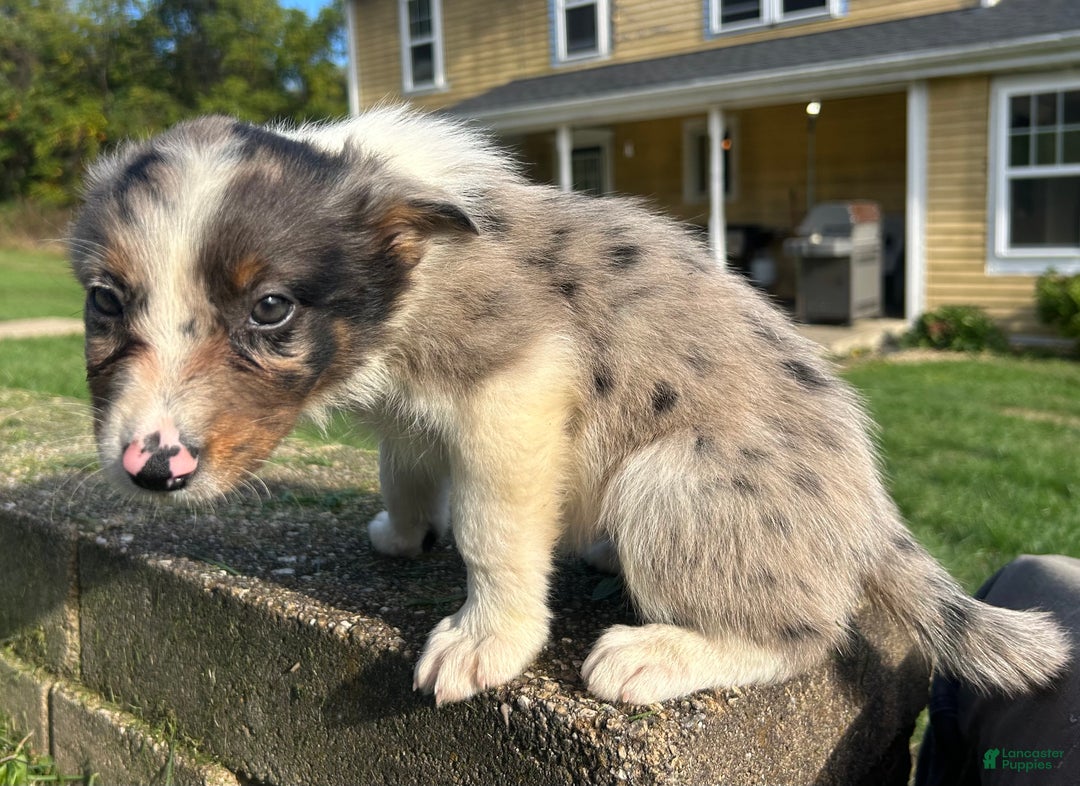 Australian Shepherd dogs for sale: Ruth - Ad 6