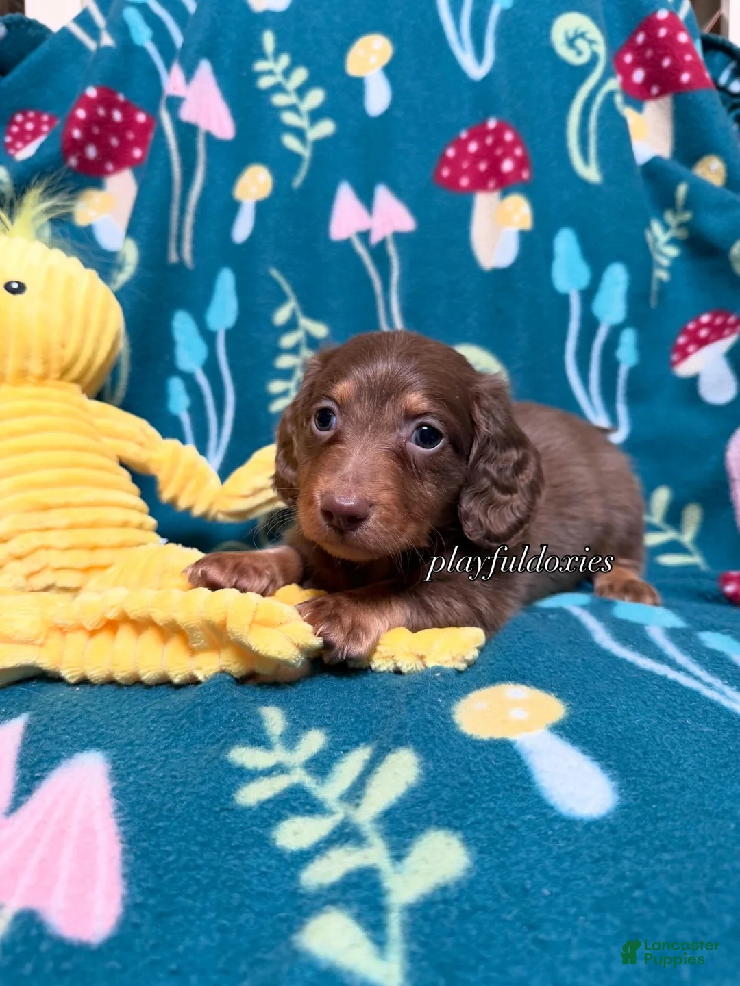 Miniature Dachshund dogs for sale: AKC Lighter Chocolate & Tan Long Haired Male Miniature Dachshund  - Ad 1