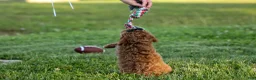 Miniature Poodle dogs for sale:  Thor🐾💙 - Ad 19
