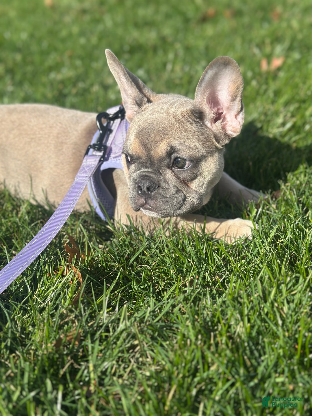 French Bulldog dogs for sale: Tessa - Ad 8