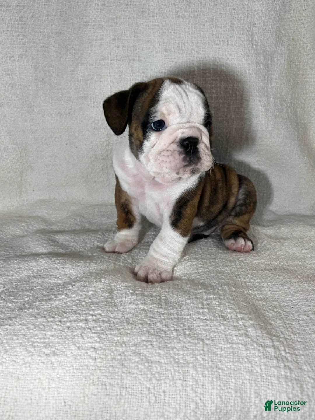 English Bulldog dogs for sale: Hank - Ad 4
