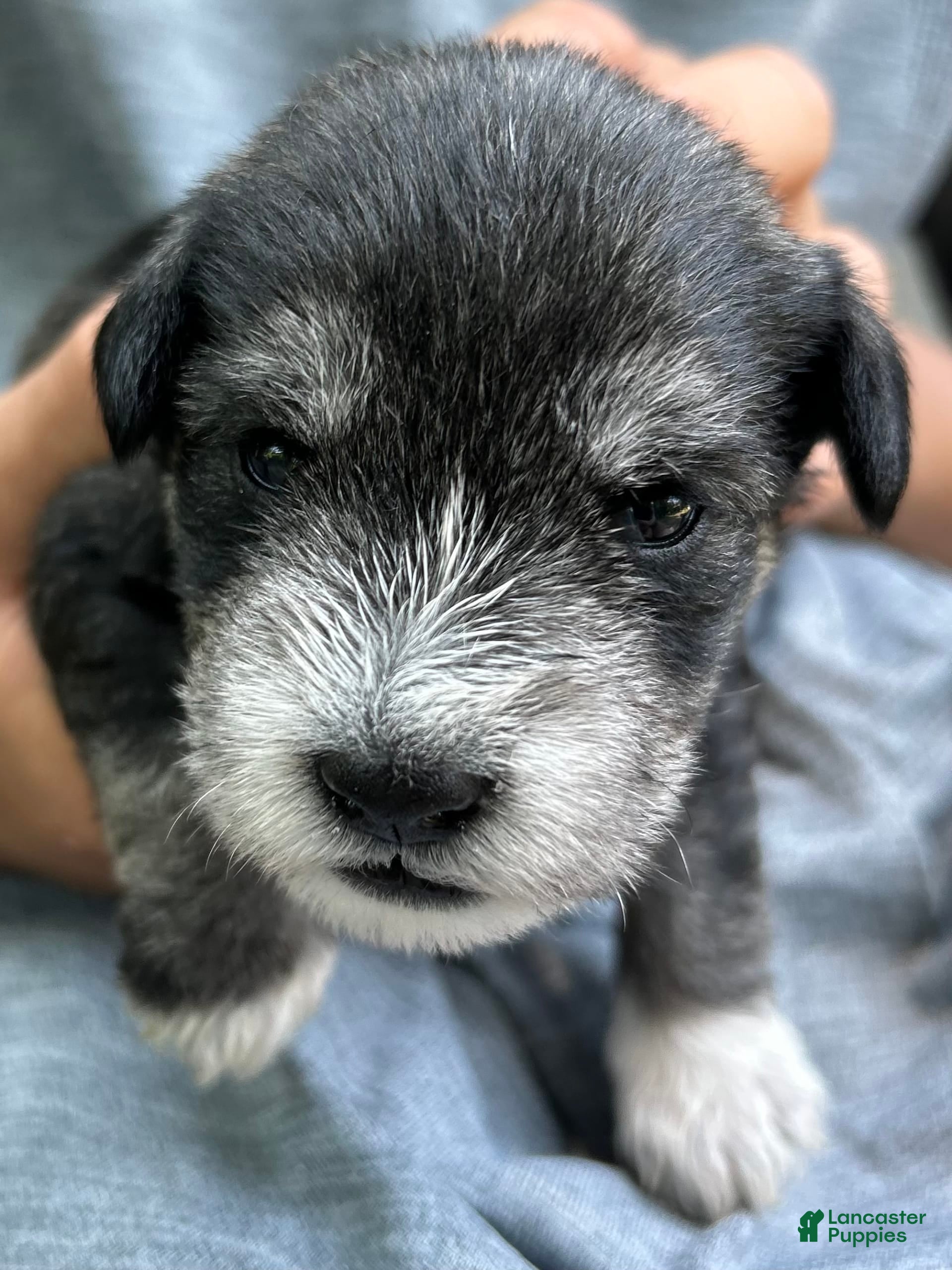 Miniature Schnauzer dogs Cooper - Ad 18