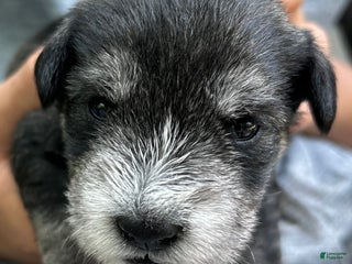 Miniature Schnauzer dogs Cooper - Ad 25