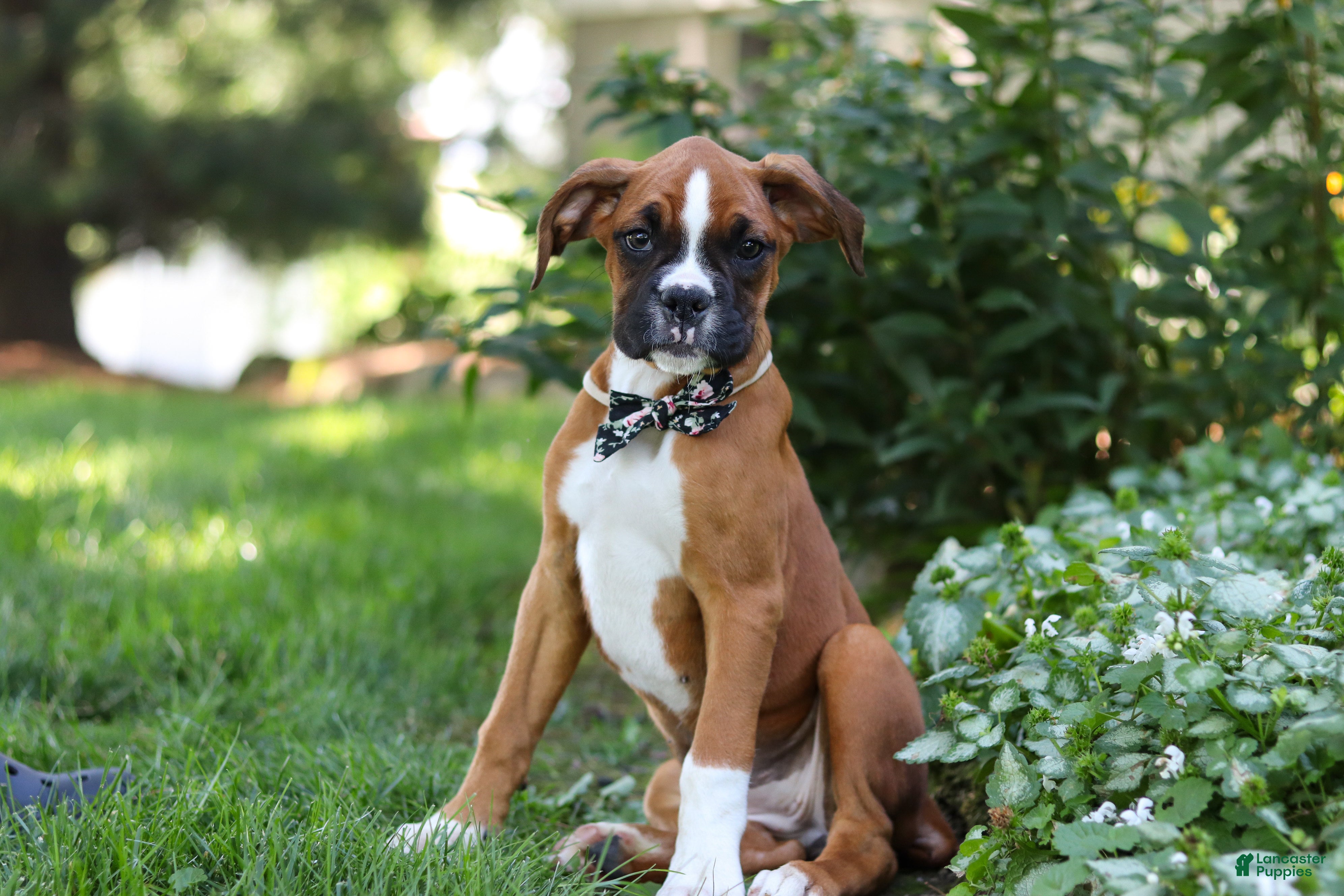 Boxer dogs Annie - Ad 1