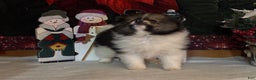 Pomeranian dogs for sale: Jasper - Ad 5