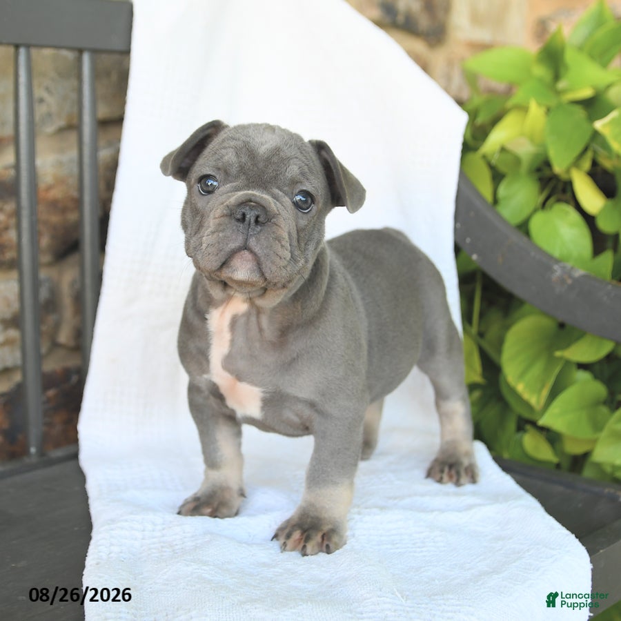 French Bulldog dogs Duncan - Ad 1
