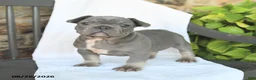 French Bulldog dogs for sale: Duncan - Ad 1