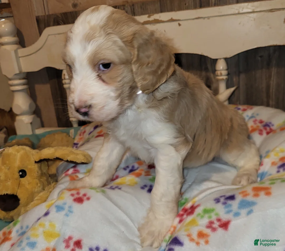 Aussiedoodle dogs for sale: Aussiedoodle Puppy 3 - Ad 2